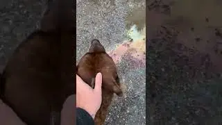 I Found A Friendy Pit...but I May Still Get Bit (O.G Pitbull)