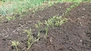 Grow like yeast! TESTED!THAT IT IS NECESSARY FOR GROWTH AND STRENGTHENING OF SEEDS carrot AND BEETS!