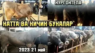 БУКАЛАР НАРХЛАРИ АНДИЖОН КУРГОНТЕПА ХАЙВОН БОЗОР 21 май 2023
