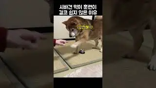 "이걸 누르라고?".. 주인이 자꾸 시키자 댕댕이가 보인 반응