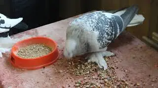 Носочубый голубь породы турецкий бойный такла ✿ Pigeon breed Turkish with forelock on its forehead