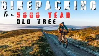 BIKEPACKING TO UK’s OLDEST TREE