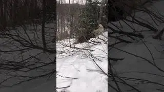 #охотаслайкой лайки работа по медведю