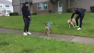 Pent-up dogs (Canon Ivy Rec test vid)