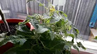 Одно из моих окон с рассадой март2018