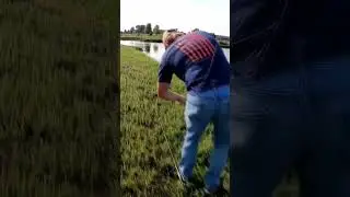buddy catches bass #bass  #fishingequipment #iowa #fishing #lake #iowaoutdoors #fishingshorts