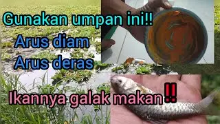 UMPAN JITU!!!Di segala arus air ikan tetap makan!#mancing #wadermania #umpanjitu #fishing #strike