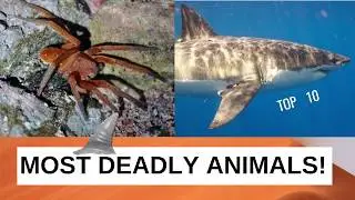 Top 10 Deadly Animals