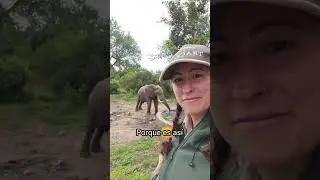 Guías de safari en español