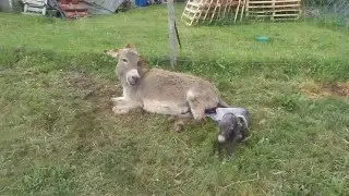 naissance de Guinguette de Bel'Âne 1
