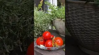 Это просто чудо какое-то😍Самые вкусные квашеные помидоры 🔥