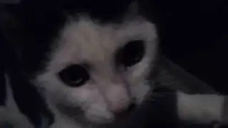 Trying to get my kittens treat and he didn't like it.