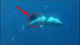 ¡Los Científicos Descubren Quién Estuvo Cazando Grandes Tiburones Blancos Todo Este Tiempo!