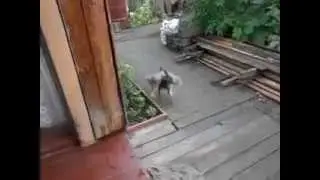 А ну быстро домой!