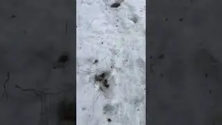 Saw A Movement: A Quest to Find Lynx Lynx (Part 22 / ??)