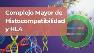 Los genes del CMH y las moléculas HLA: La clave de la inmunidad y los trasplantes.