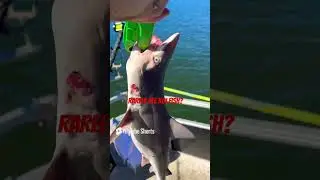 Rare KOI fish! Backyard pond?! #goldenkoi #japanesekoifish #fish #fishing #shorts