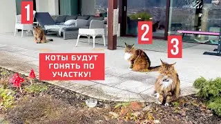 The cats are chasing around the area and fighting in the carrier!