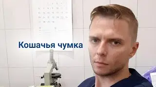 Парвовирусный энтерит у кошек. Как защитить животное?