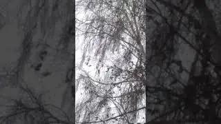 Сегодня тысячи птиц прилетели к нам!