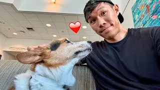 Results From My Corgi's Latest Scans || Life After College: Ep. 792