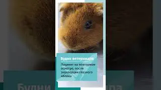 Энуклиация глаза у морской свинки