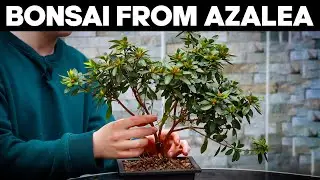 How to Make Bonsai from Azalea🌸*EASY*