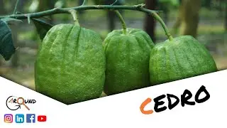 Alla scoperta del CEDRO di Santa Maria del Cedro