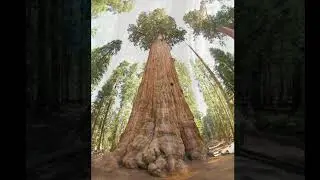 sequoia2