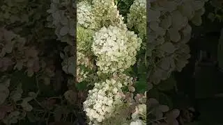 Прошу опознать сорт