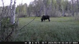 20240519 лось. Раннее утро. Пасётся как корова
