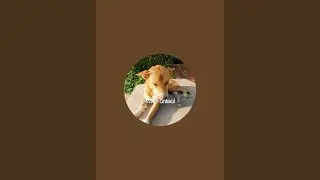 Pets & animal is live
