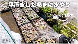 [Succulents] The plastic from the greenhouse has been removed [Gardening]