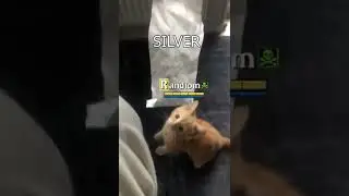 90% of the Albion Online playerbase is like this 💰