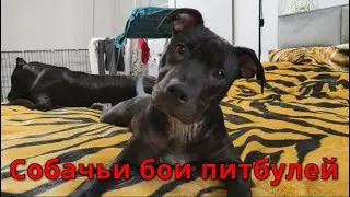 Собачьи бои питбулей