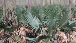 Palmetto State Park