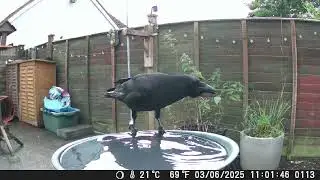 bird bath