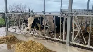 Yaz yağmuru en çok da süt hayvancılığı yapan çiftliklerde güzel KIZLAR SERİNLİYOR