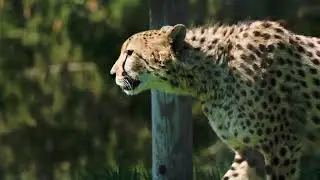 nature relax video. nature vidia
