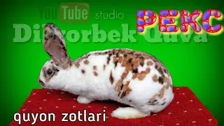 Reks. Quyon zotlari. Порода кроликов Рекс. Breeds of rabbits rex.