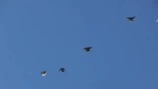 Полеты на Марганецком голубедроме  07 04 22г