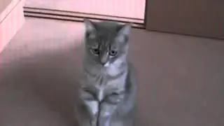 Кот просит еды :D