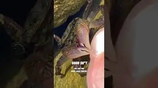 POV: WHAT CRABS SAY WHEN THEY SEE MY FEET