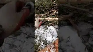 МТЗ-80 в снегу!