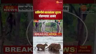 Tiger । वाघिणीने बछड्यांसह लुटला पोहण्याचा आनंद, उन्हापासून वाचण्यासाठी गारेगार सोय