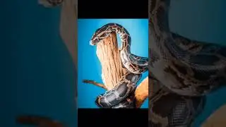 2022 python and 4000 bce python