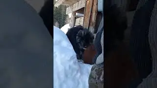 Катон Карагай (Фыкалка, Белое)