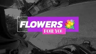 Catch me, I have pollen for you