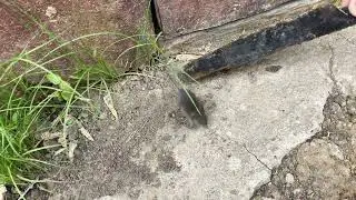 Мышка 🐭
