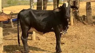 Bringing the jaguar to the maternity ward *Cow 7 Copa*